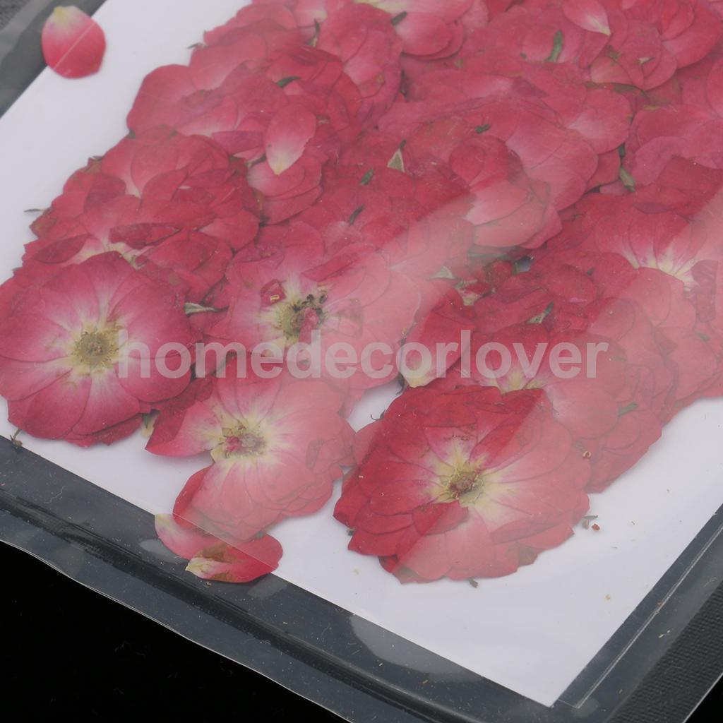 50pcs Beautiful Pressed Rose Flower Dried Flowers
