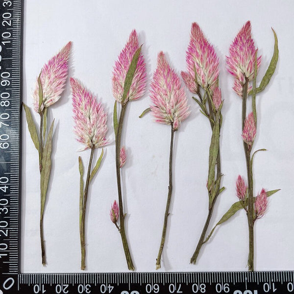 60 piezas de Celosia Cristata L prensada y seca